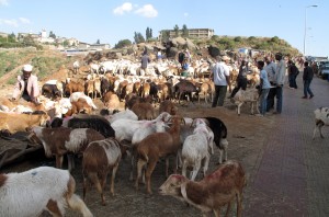 Sheep market