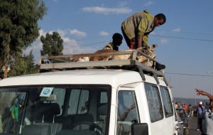 3 sheep and 1 goat get loaded onto our roof